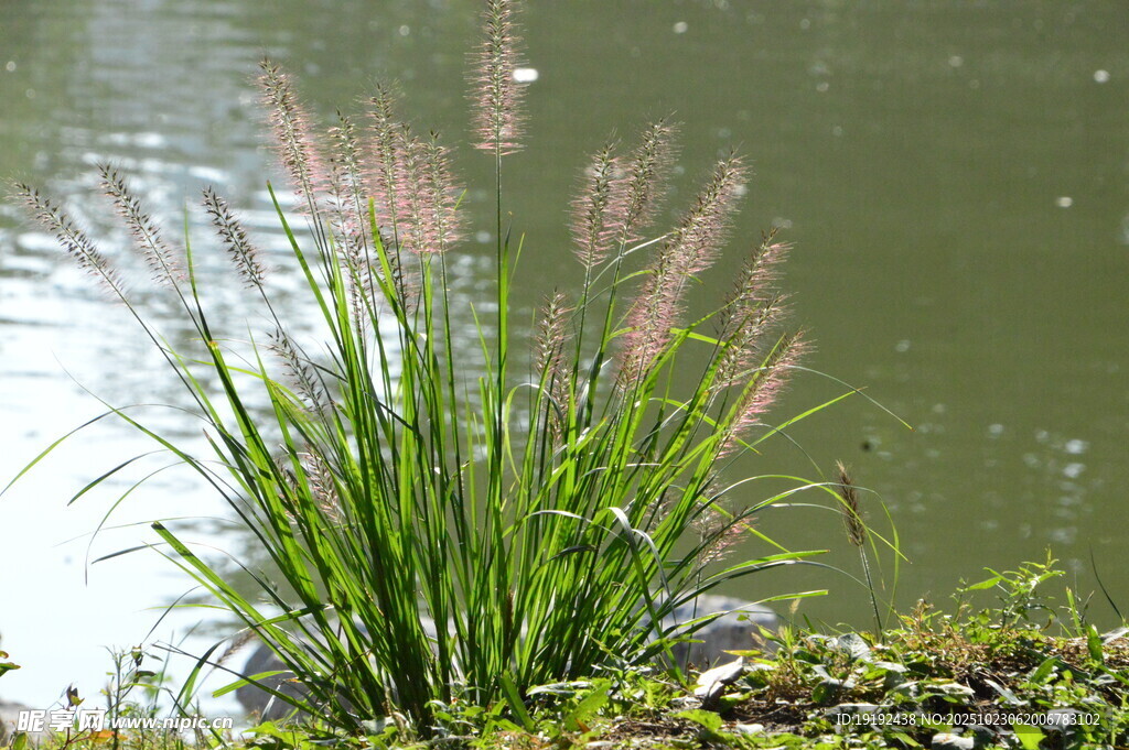 狼尾草 