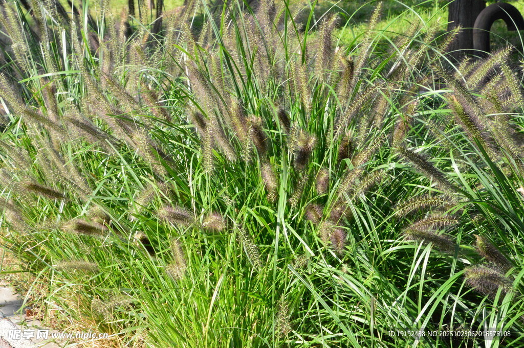 狼尾草  