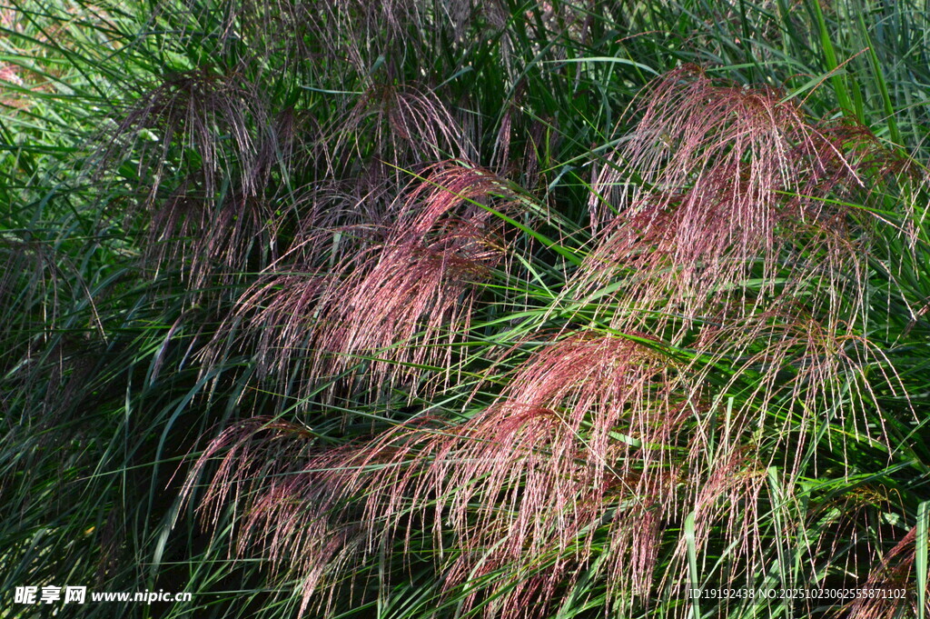 芒草  