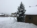 雪覆村庄中的挺拔松树
