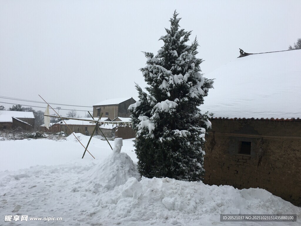 雪覆村庄中的挺拔松树