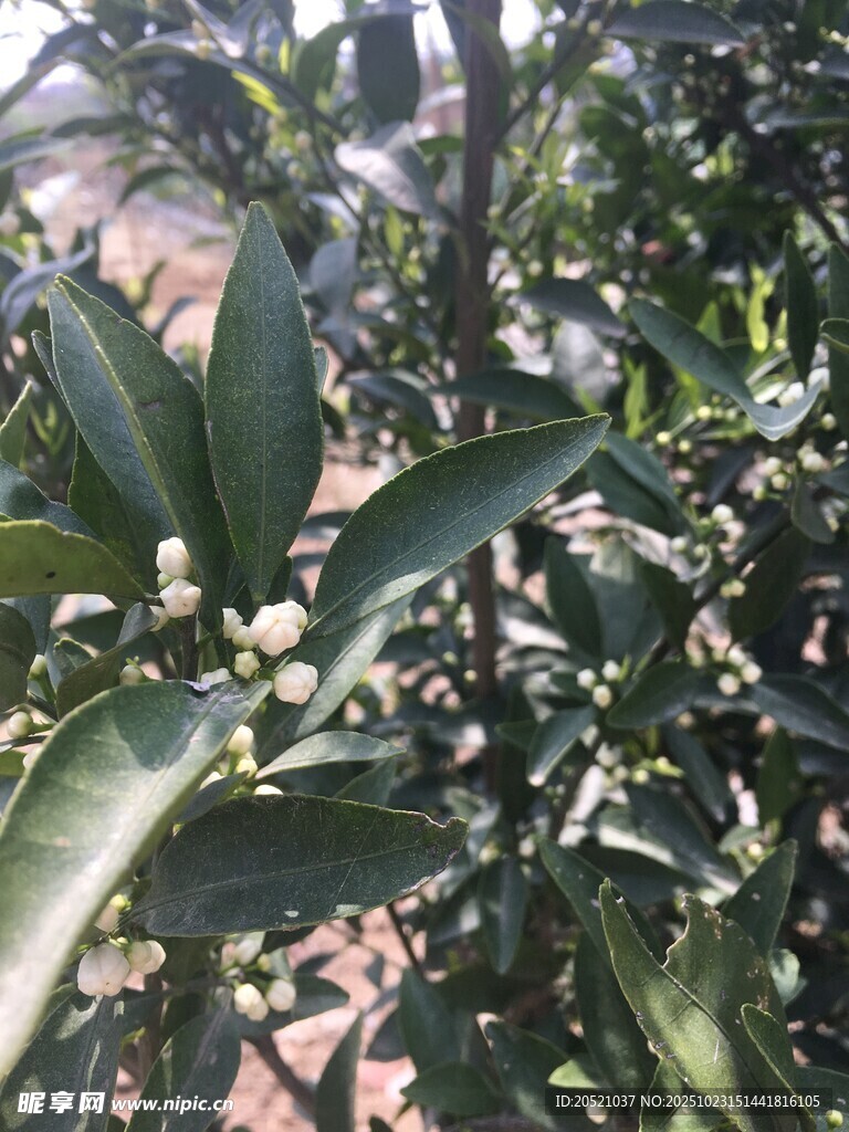 绿叶间的白色小花