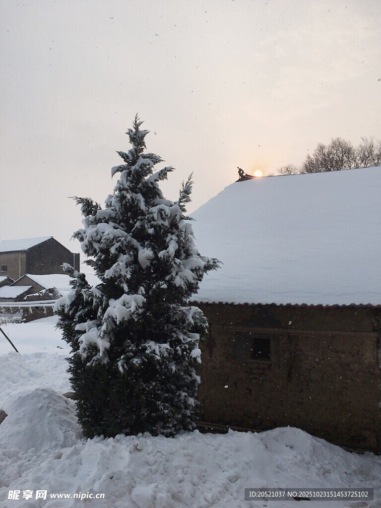 雪覆小屋旁的银装素裹树