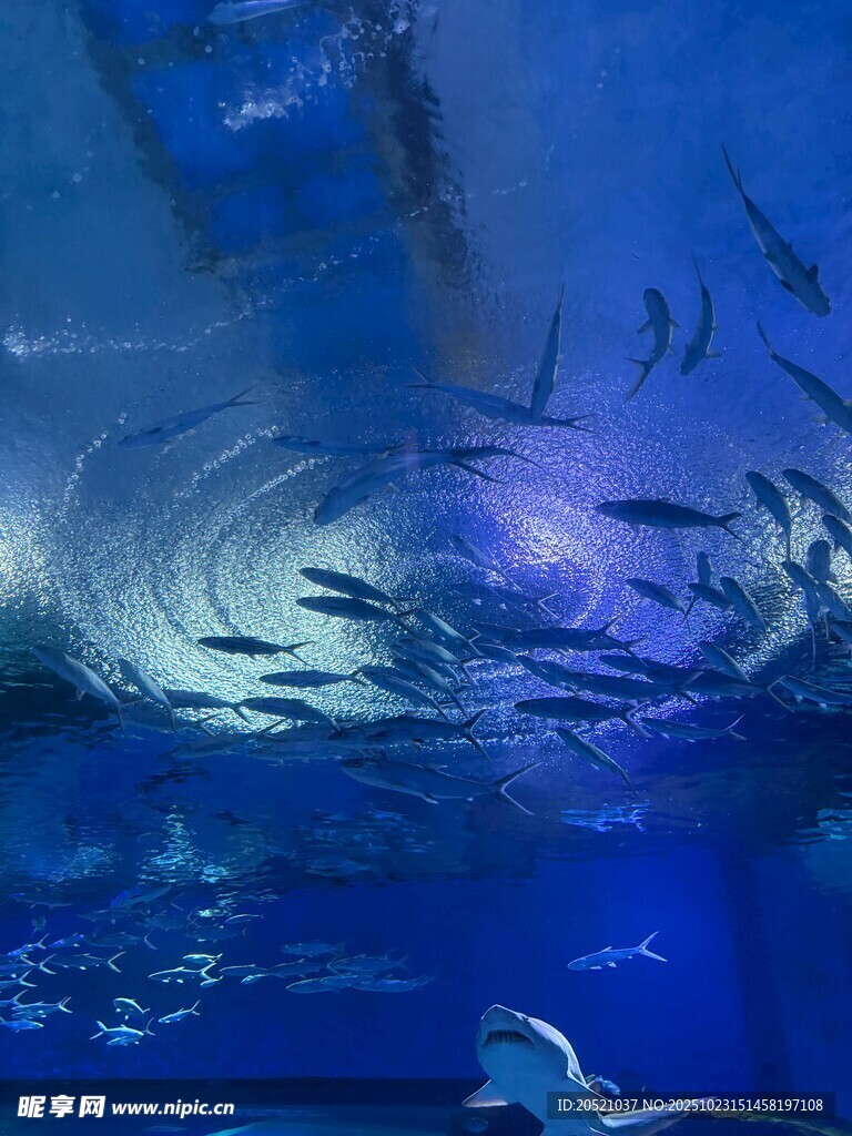 深海奇幻景象