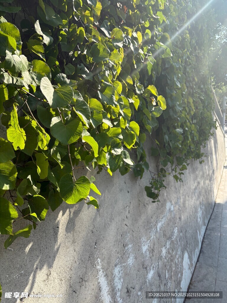 墙边绿植沐浴阳光