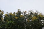 栾树开花