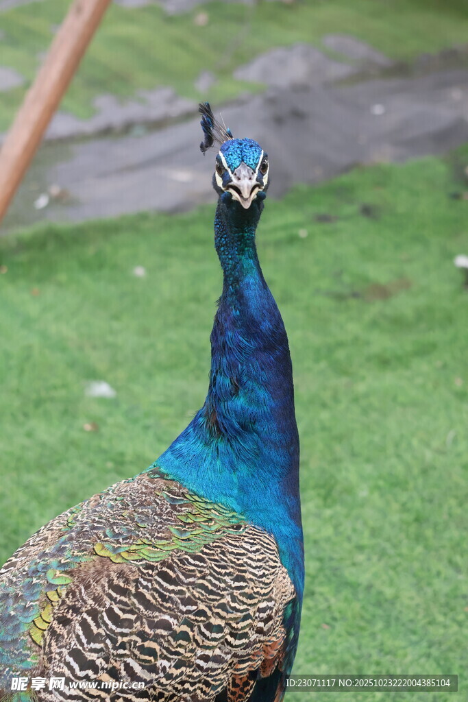 孔雀