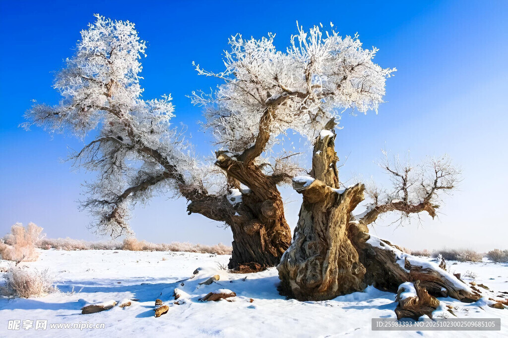 雪覆枯树