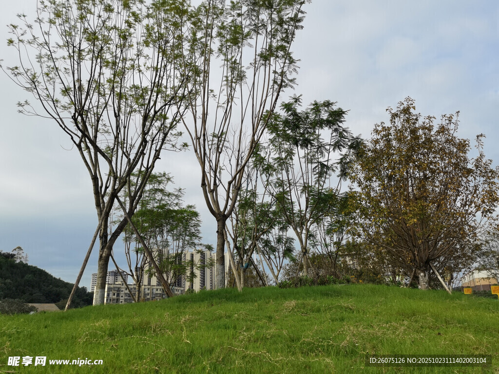 绿意盎然的草地与树木