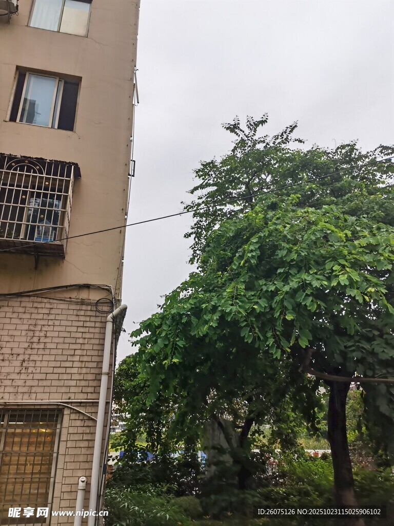 楼房旁的葱郁绿树