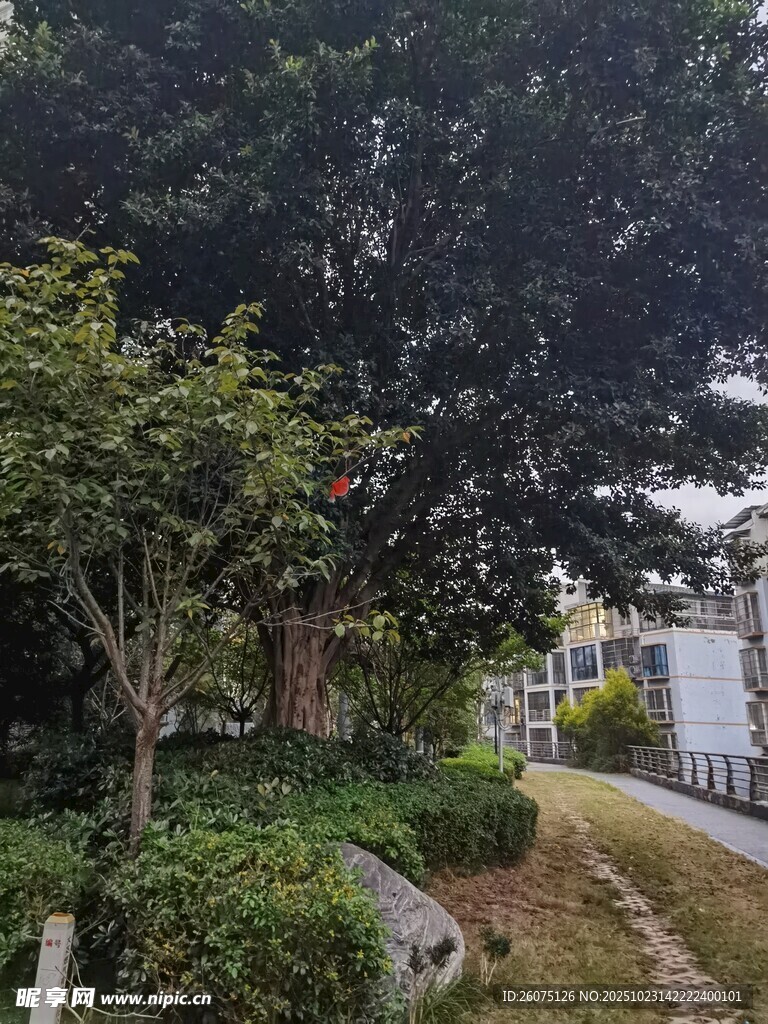 林荫小道旁的绿植景观