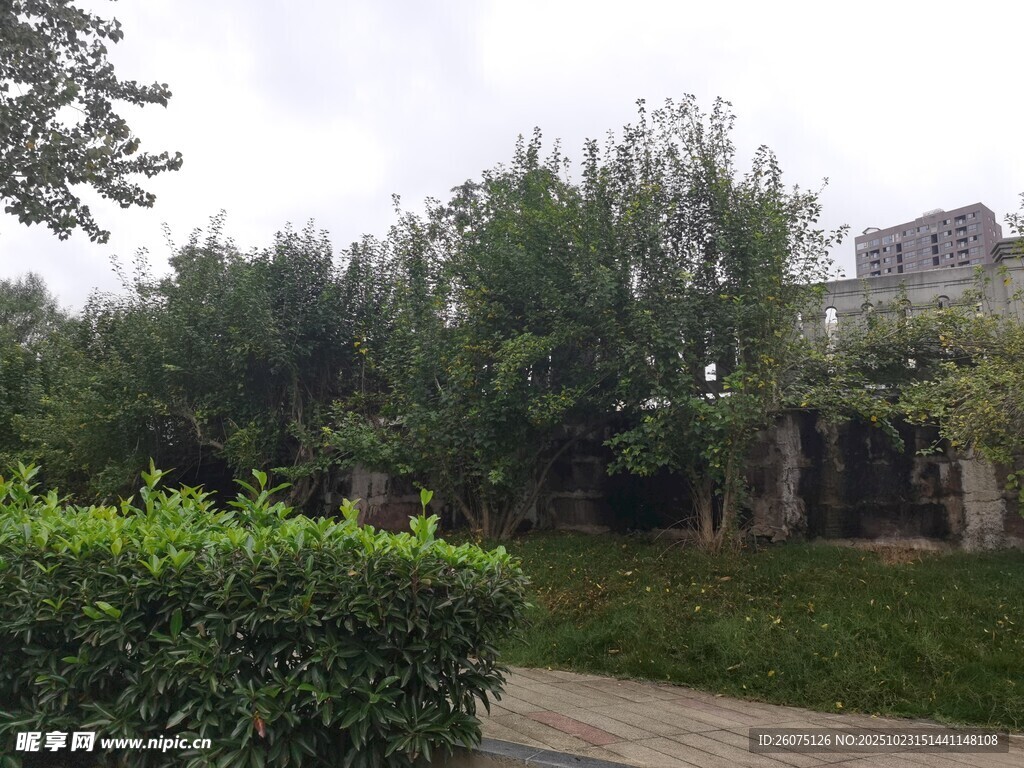 庭院绿植景观