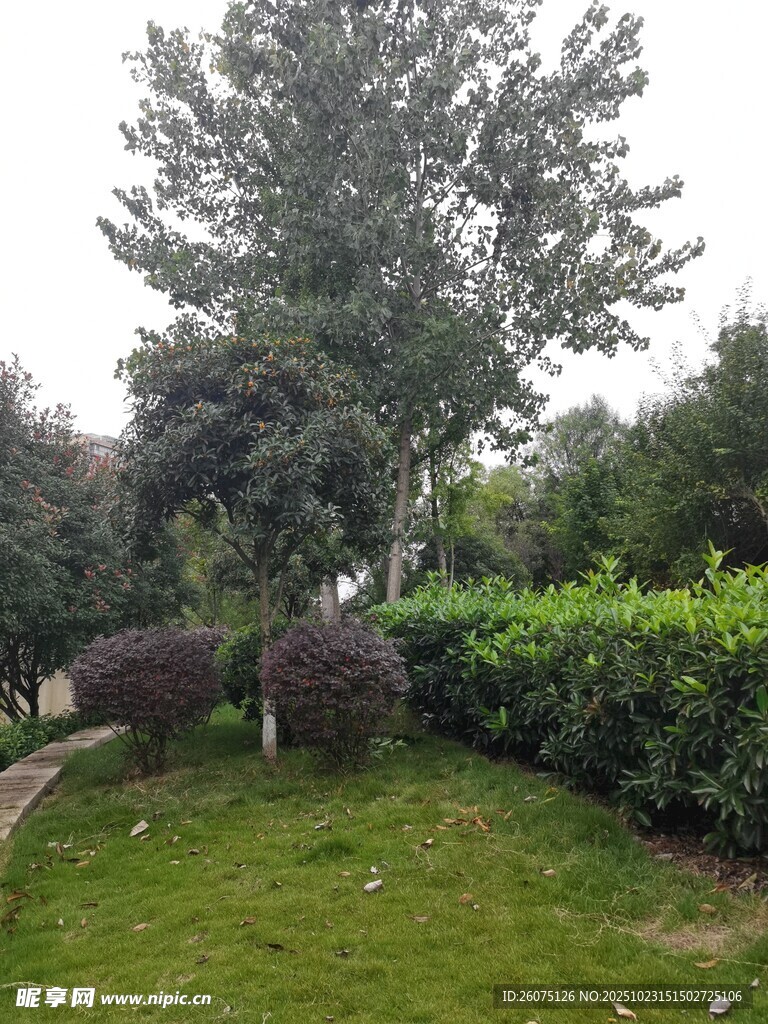 庭院绿植景观