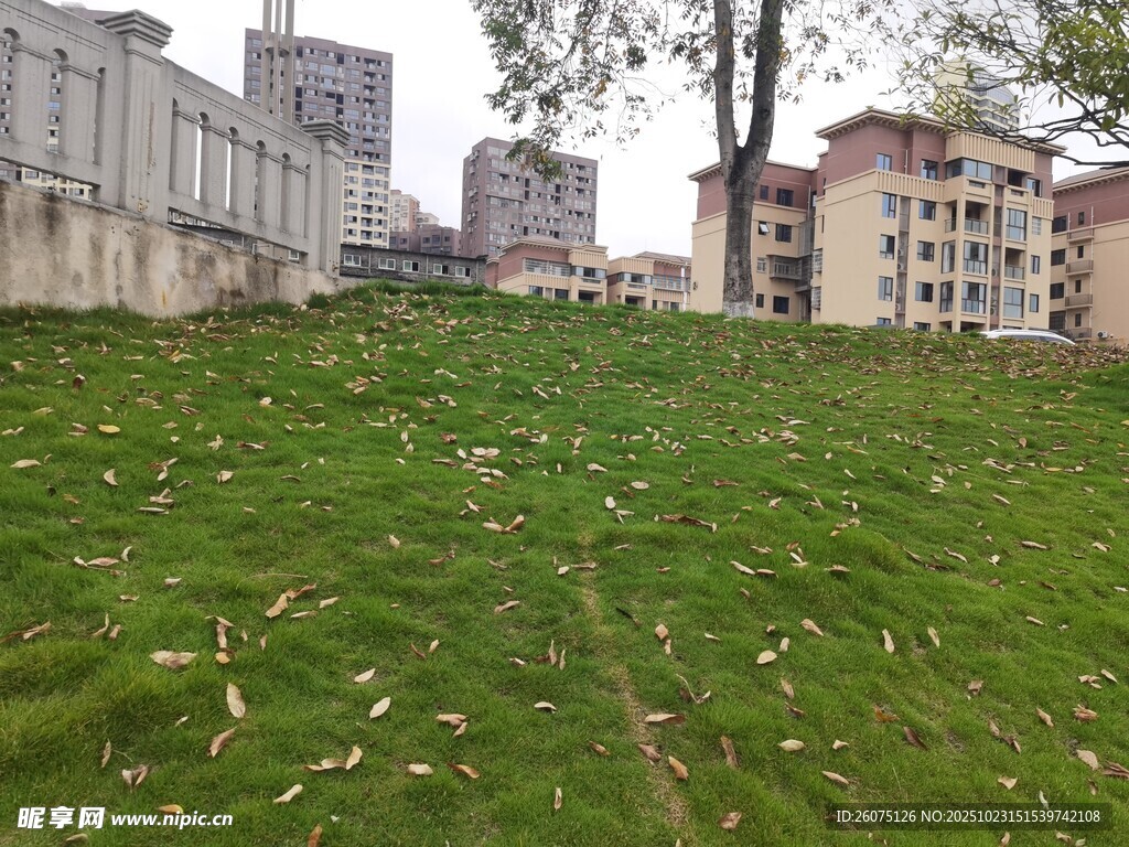 城市中的绿草地景观