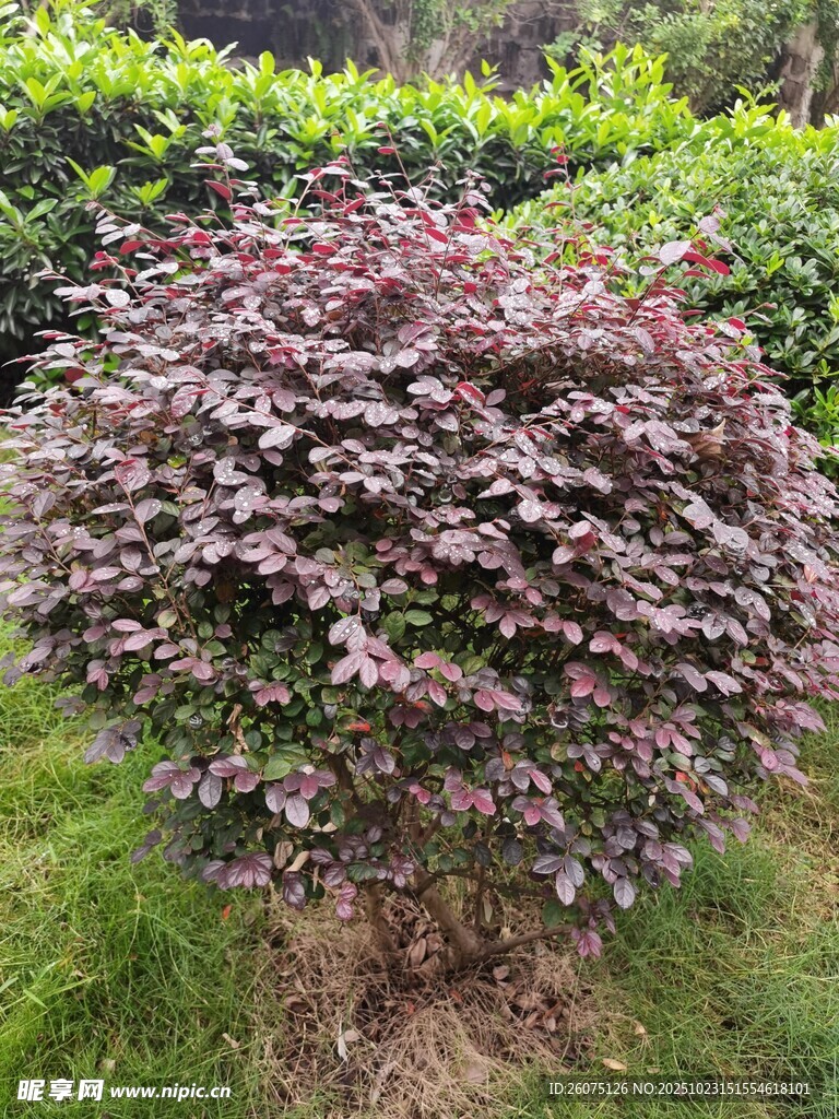 紫叶小檗灌木绿意环绕