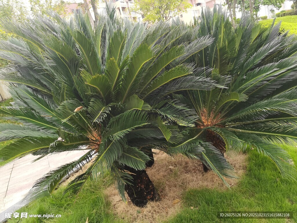 户外翠绿苏铁植物景观