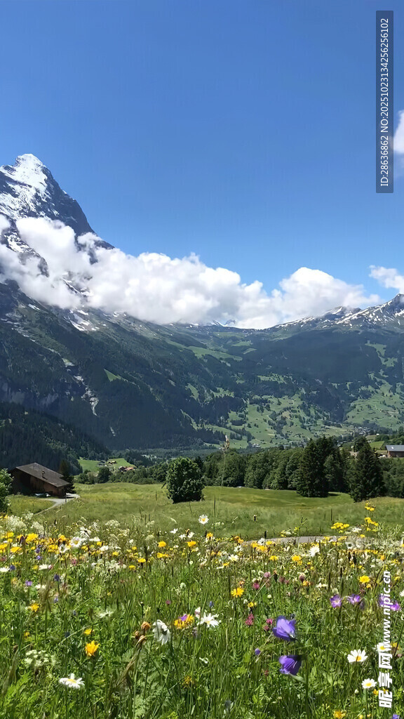 山间花海美景