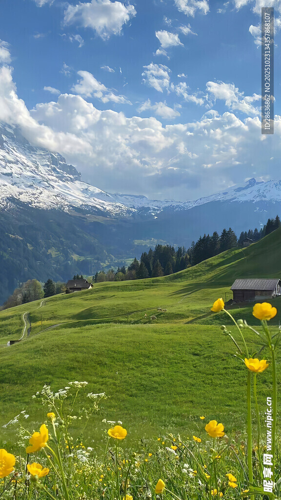 山间花海与远处雪山美景