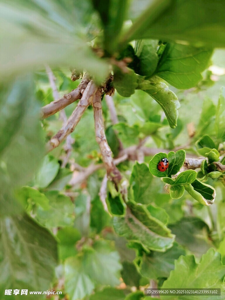 绿叶上的瓢虫