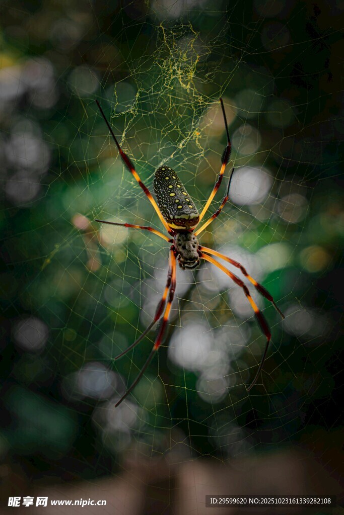 蜘蛛悬挂于蛛网上