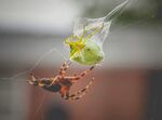 蜘蛛捕食绿色昆虫瞬间