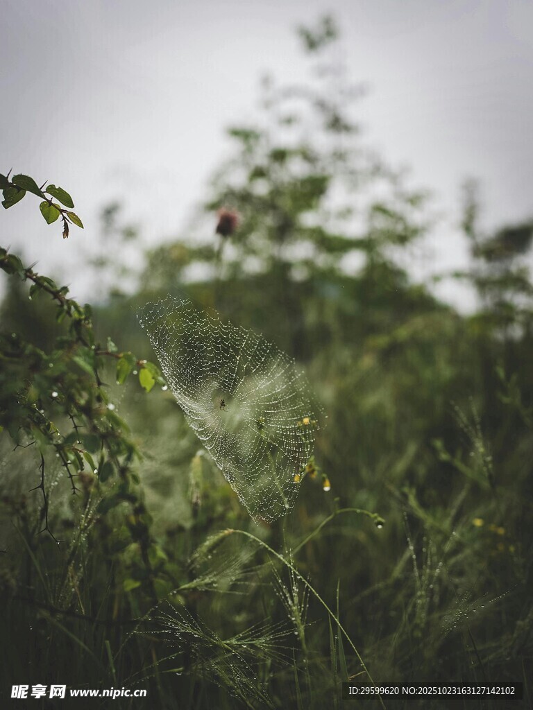 绿意盎然的野外植物景观