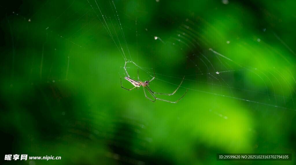 绿叶间的蛛网