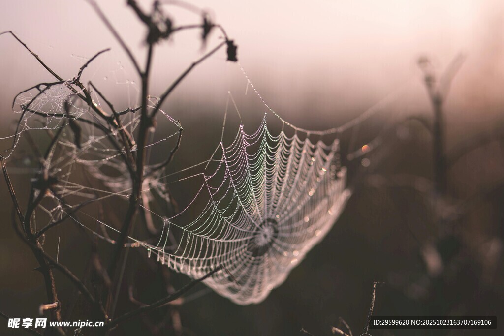 晨雾中的蛛网与枯萎植物