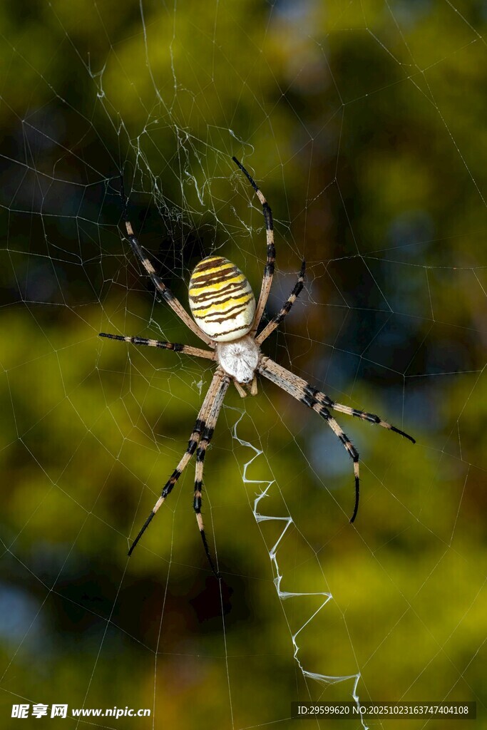 蜘蛛于蛛网中静待猎物