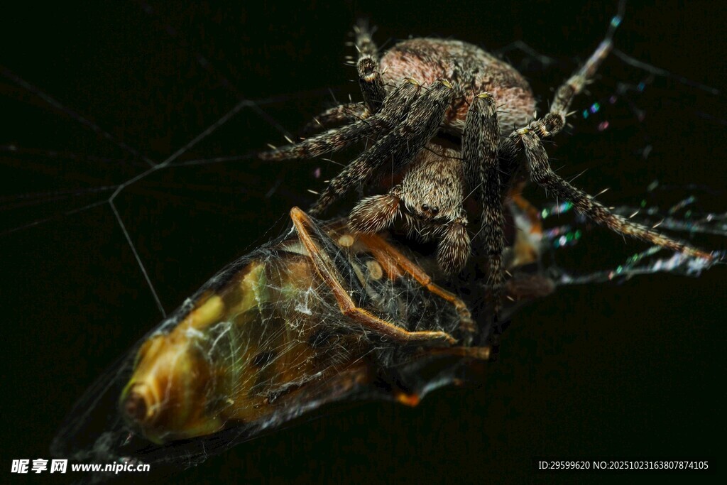 蜘蛛捕食昆虫瞬间