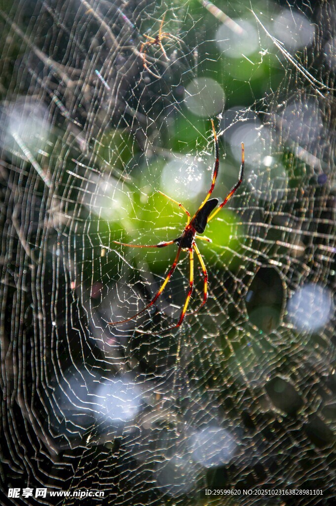 蜘蛛网上的彩色蜘蛛