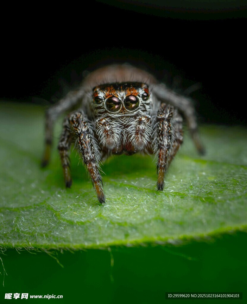 微距下的跳跃蜘蛛