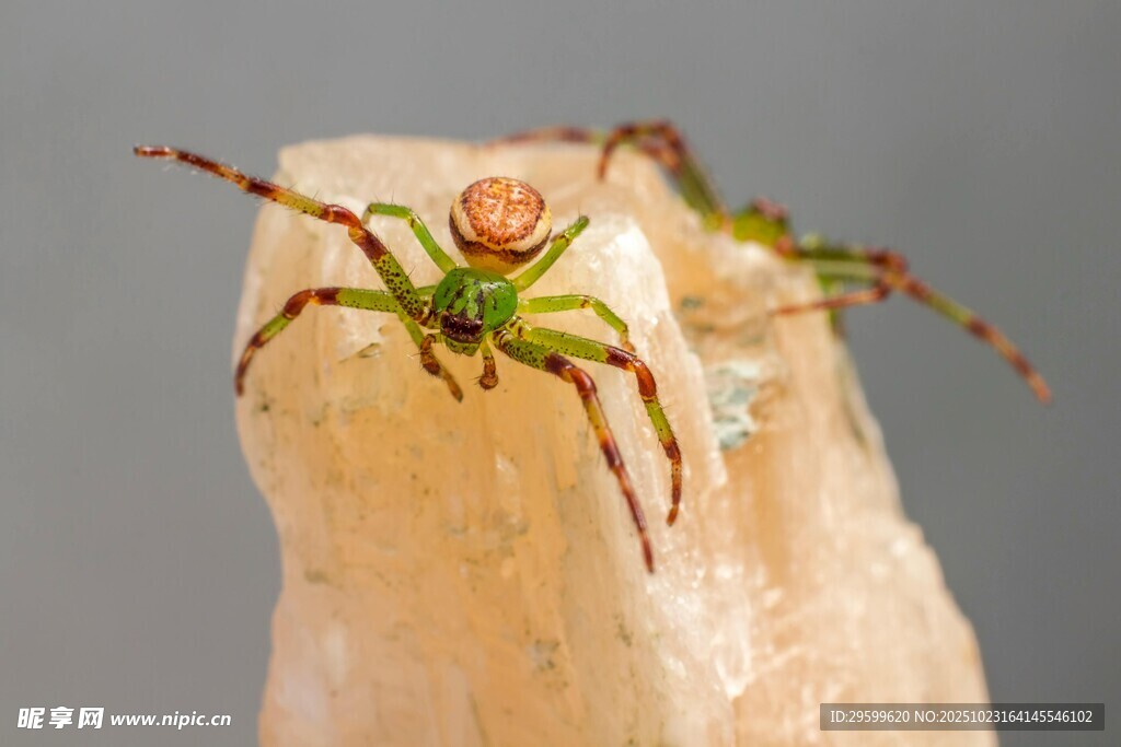 绿色蜘蛛盘踞于石块上