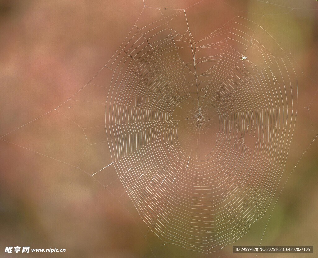 模糊背景中的细微蛛网