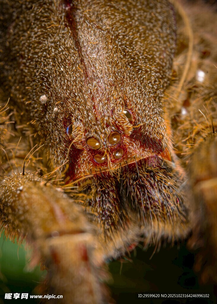 微距下蜘蛛的神秘面部