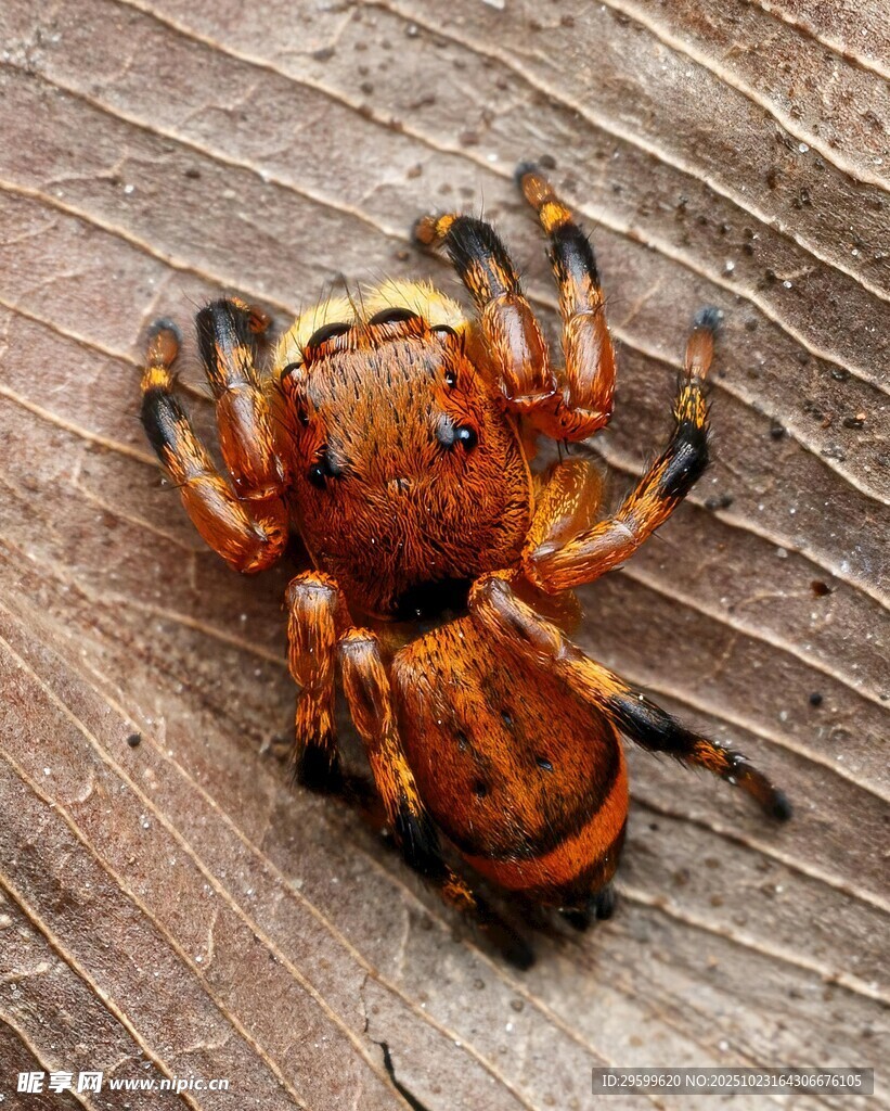 棕红色蜘蛛趴在枯叶上