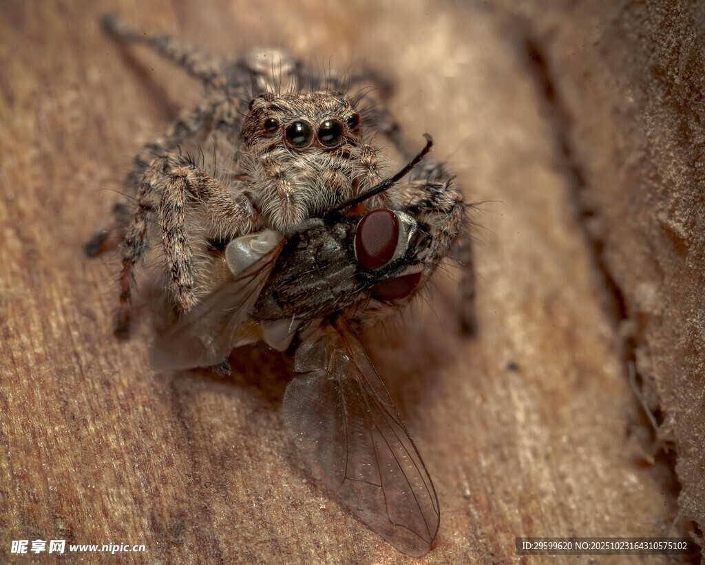 跳蛛捕食瞬间