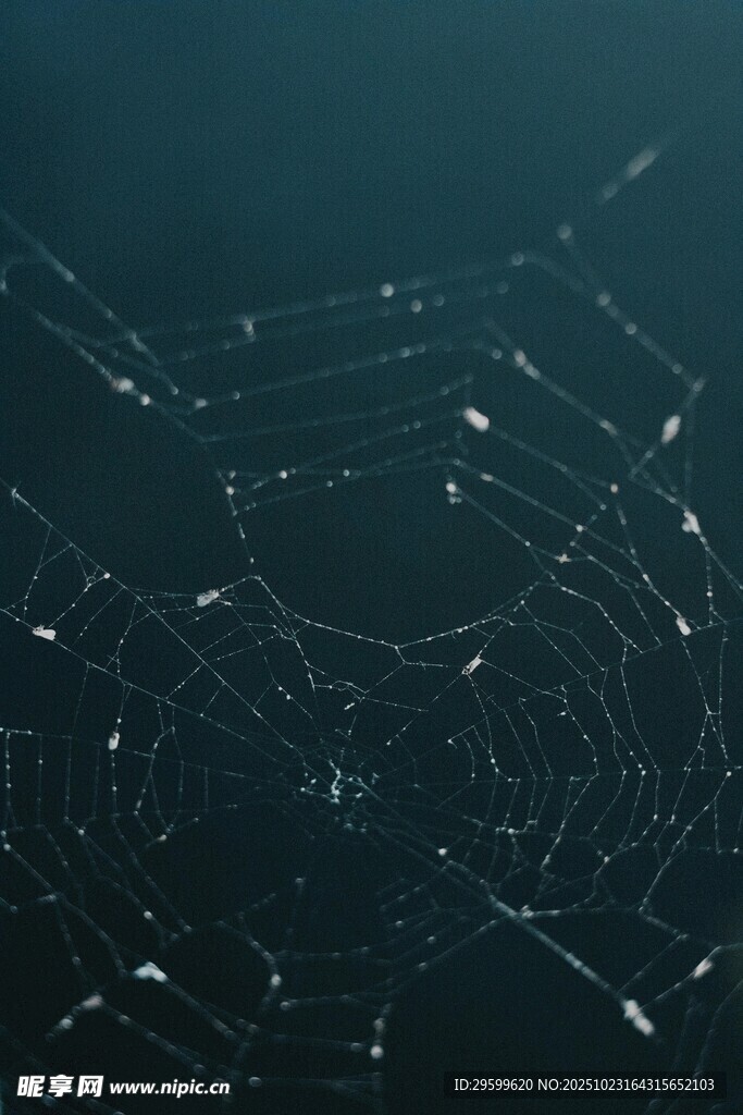 晶莹水珠点缀的蜘蛛网