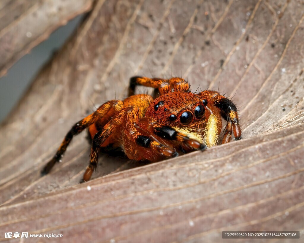 趴在枯叶上的奇特小蜘蛛