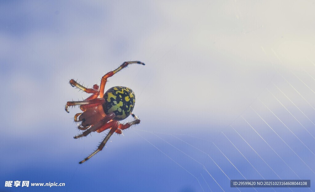 空中特技跳伞者