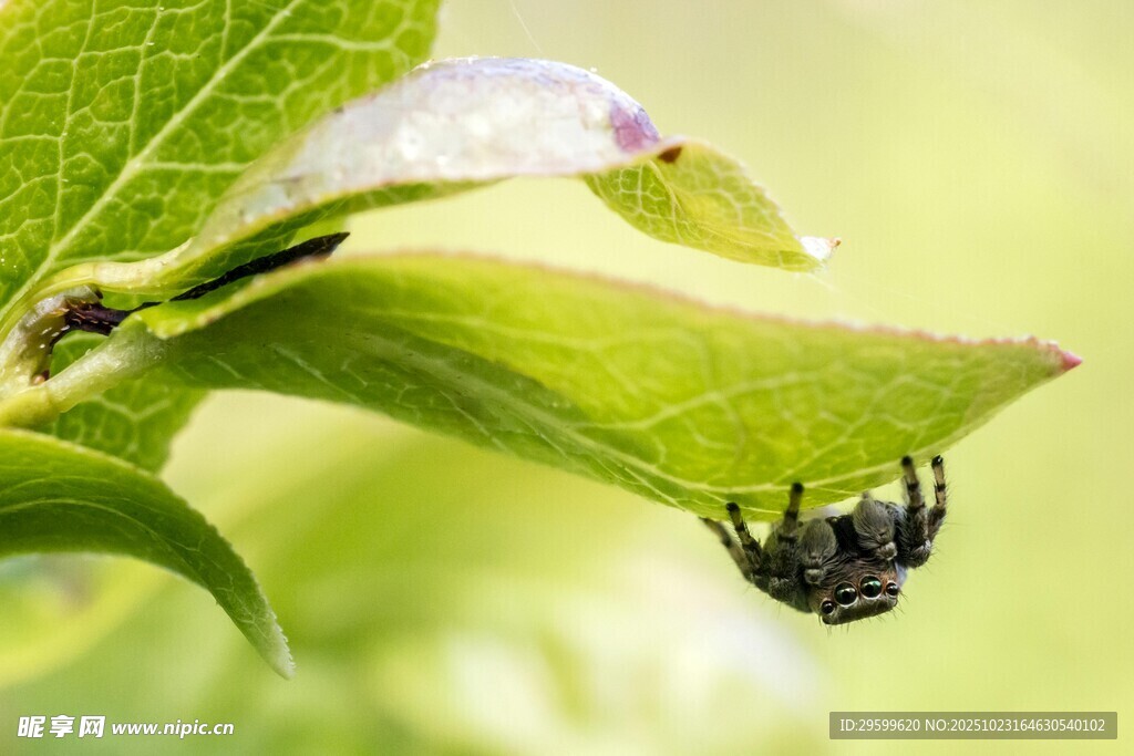 绿叶上倒挂的黑色蜘蛛