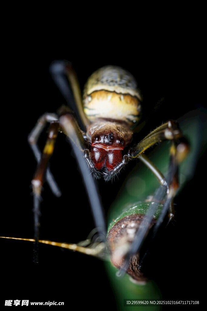 微距下的多彩蜘蛛