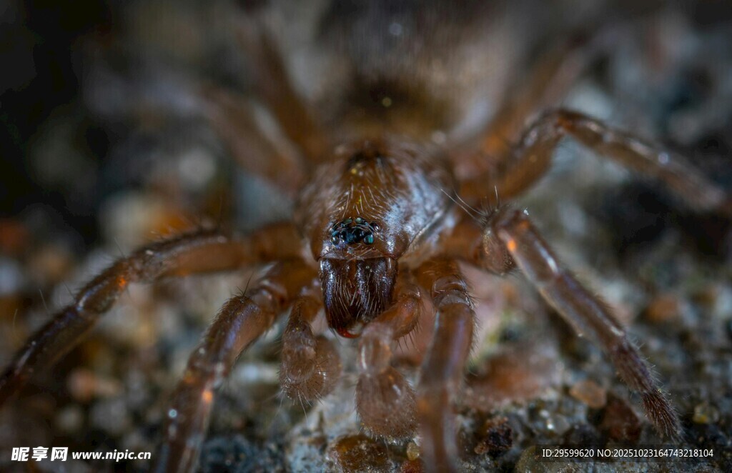 微距下的棕色蜘蛛特写