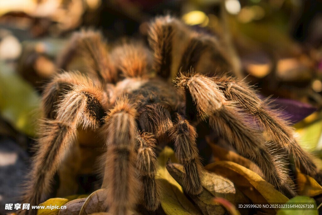 棕褐色蜘蛛特写