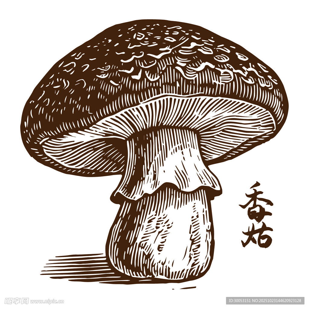 手绘香菇插画