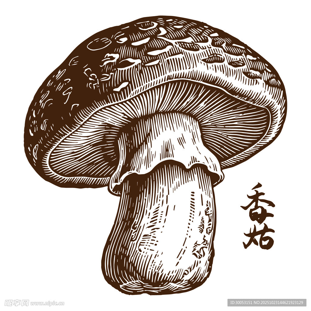 手绘香菇图案