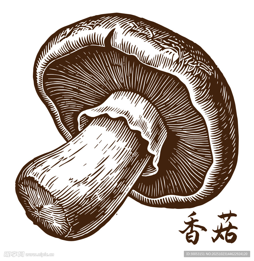 手绘香菇插画