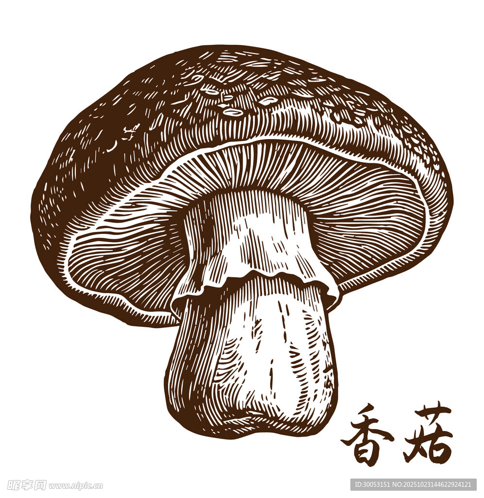 手绘香菇插画