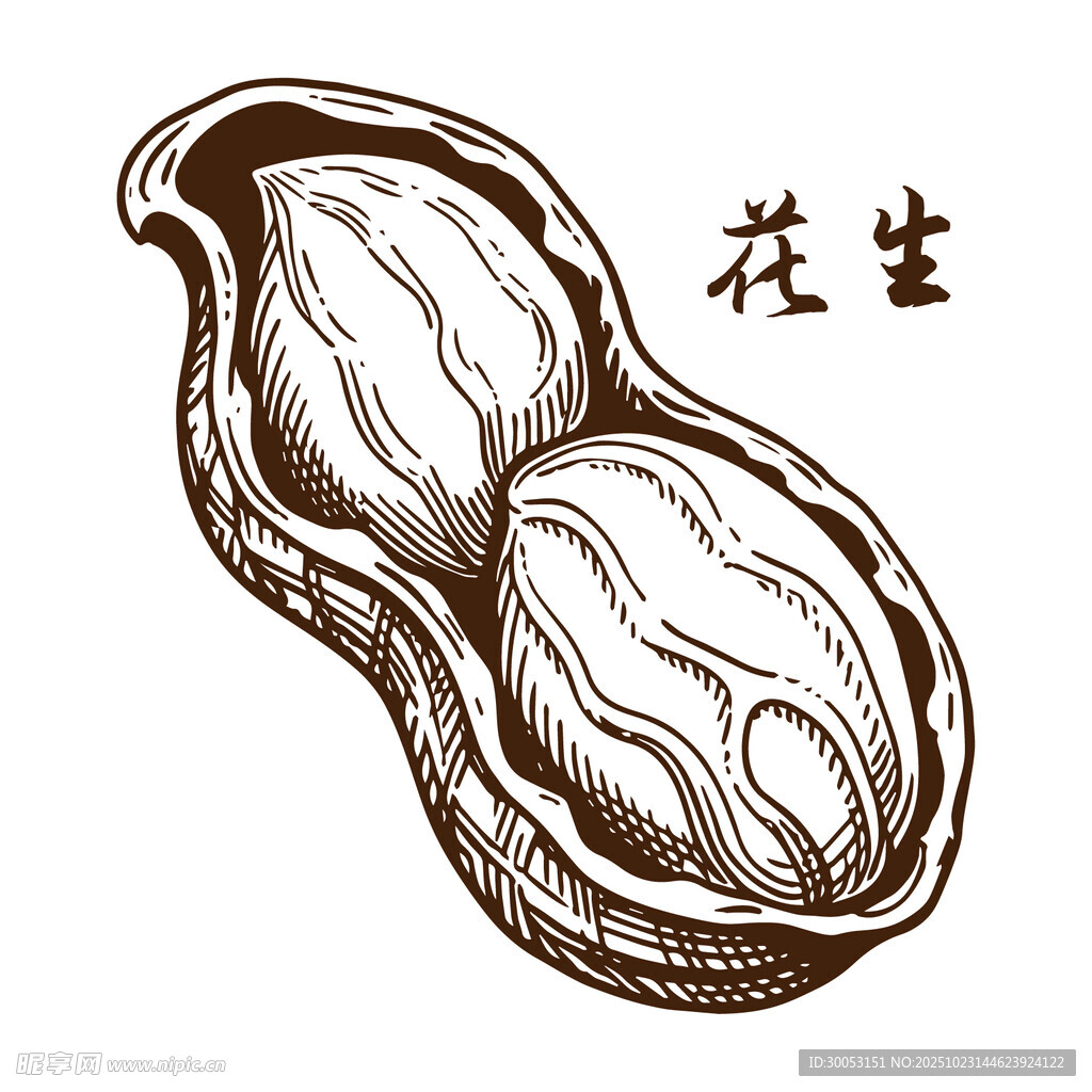 手绘剥开的花生