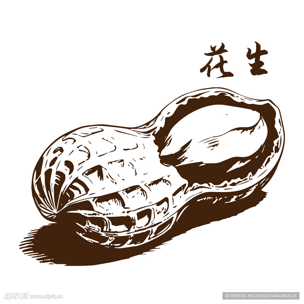 手绘剥开的花生